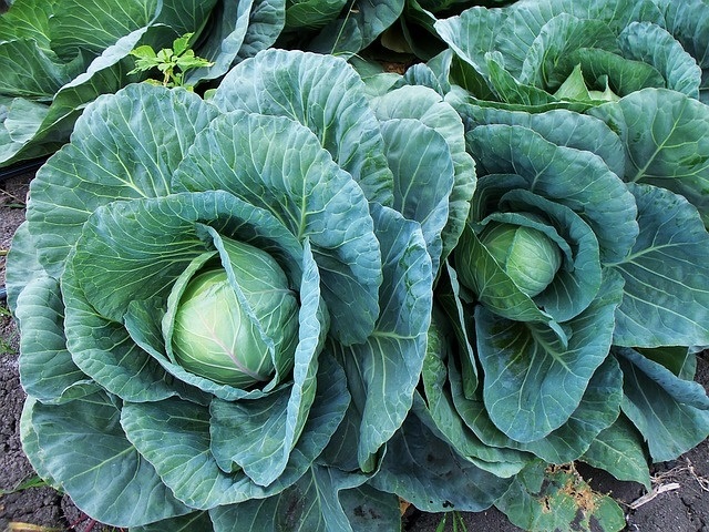 Best Detox Cleanse Vegetables - Cabbage