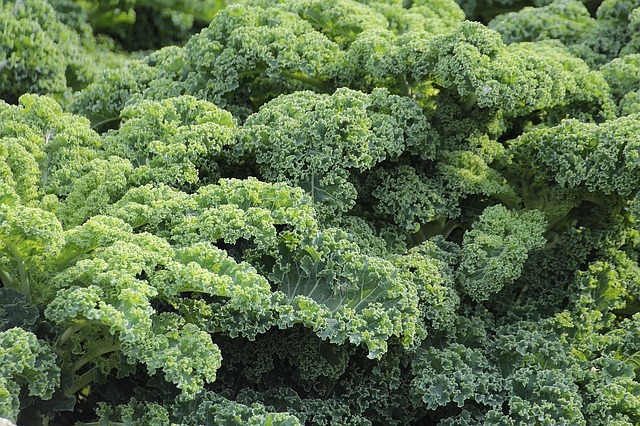 Best Cleansing Vegetables- Kale